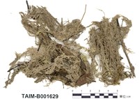 藏品(偏葉泥炭苔)的圖片